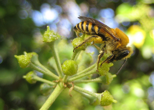 Ivy Cellophane Bee