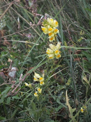 Linaria vulgaris