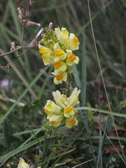 Linaria vulgaris