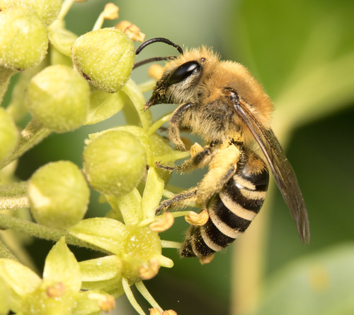 Ivy Cellophane Bee