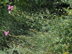 Antirrhinum tortuosum