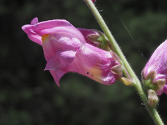 Antirrhinum tortuosum