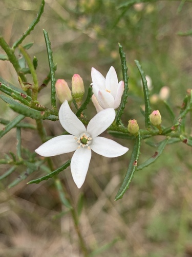 Philotheca scabra (Paxton) Paul G.Wilson