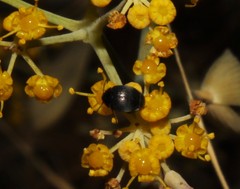 Spermophagus sericeus