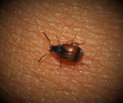 Bruchidius biguttatus