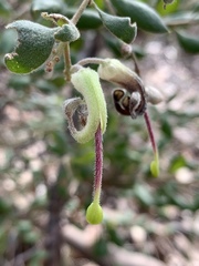 Grevillea mucronulata