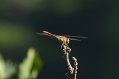 Sympetrum striolatum imitoides