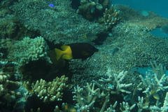 Siganus uspi