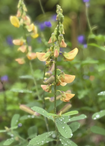 Crotalaria micans iNat (3)