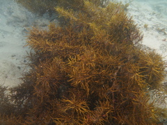 Sargassum lacerifolium