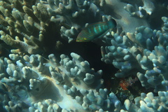 Halichoeres melanurus