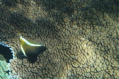 Heniochus varius