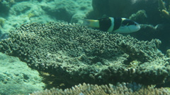 Thalassoma nigrofasciatum