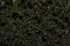 Euphorbia chamaesyce