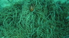 Amphiprion barberi