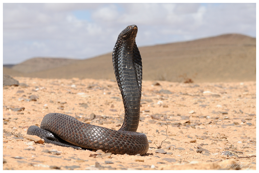 Cobra-indiana (Naja naja) · BioDiversity4All