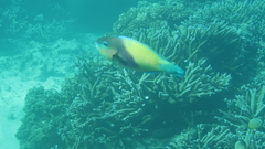 Chlorurus japanensis