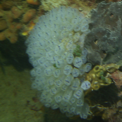 Clavelina moluccensis