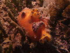 Halocynthia dumosa
