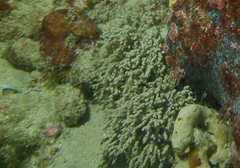 Cryptopolyzoon wilsoni