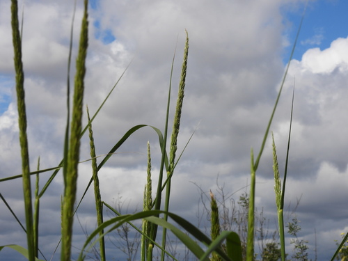 iNaturalist observation photo of giant wild rye