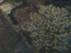 Cryptopolyzoon wilsoni