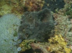 Irciniidae