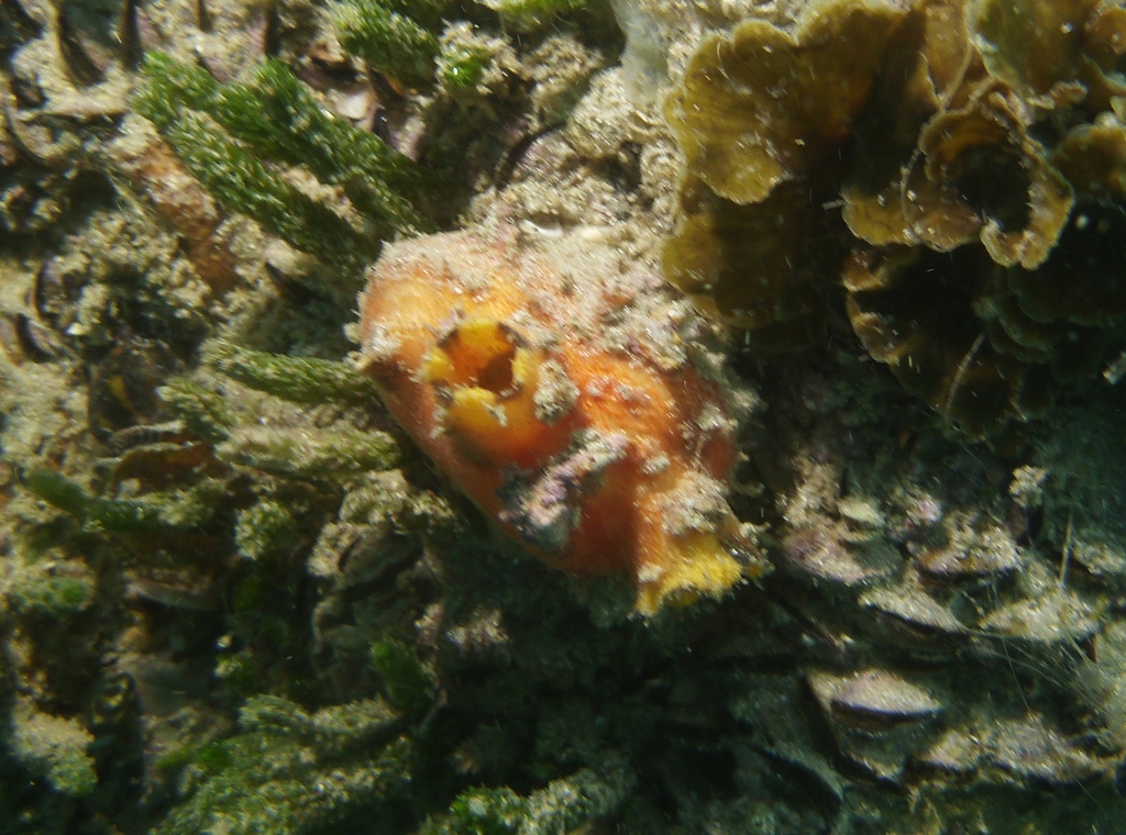 Spiny Sea Squirt