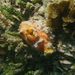 Spiny Sea Squirt - Photo (c) Dan Monceaux, some rights reserved (CC BY-NC), uploaded by Dan Monceaux