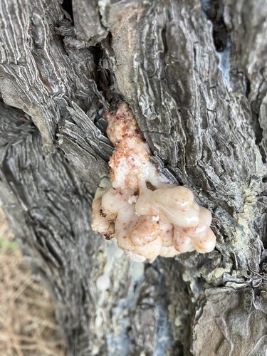 Naematelia encephala