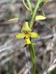 Diuris maculata
