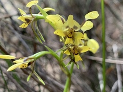 Diuris maculata