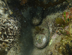 Haliotis rubra rubra