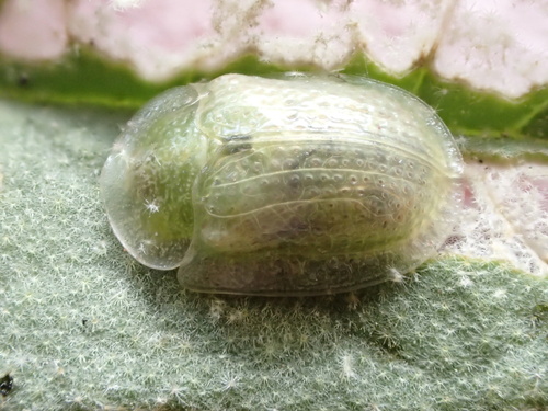 Eggplant Tortoise Beetle photo 6