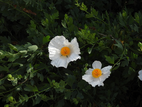 iNaturalist observation photo of Coulter's matilija poppy