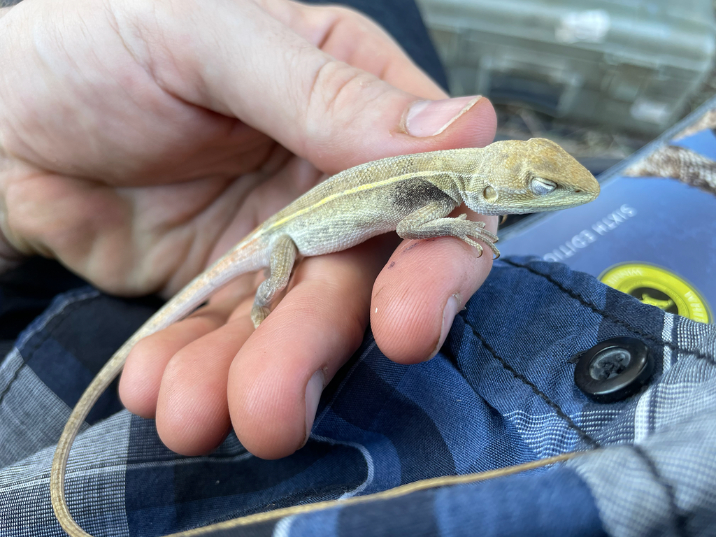 Gracile Two-Lined Dragon