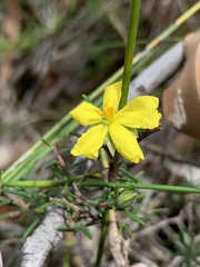 Hibbertia stricta