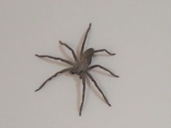 Palystes superciliosus