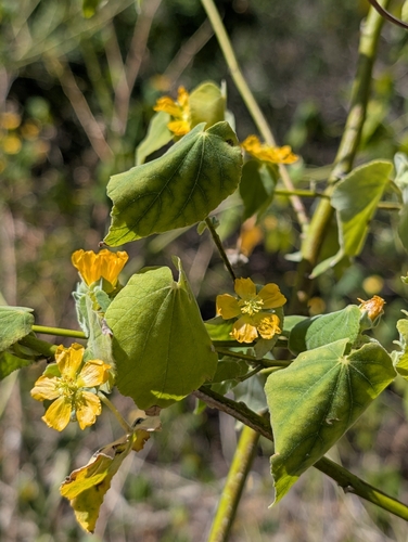 Image of Abutilon permolle by (c) Scott Allen Davis, some rights reserved (CC BY)