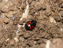 Hister quadrimaculatus