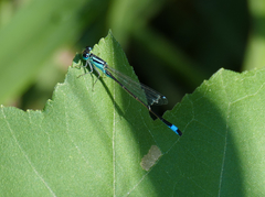 Ischnura elegans