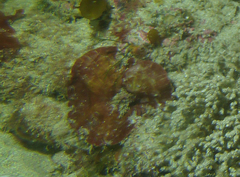 Lobophora variegata