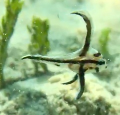 Pareques acuminatus