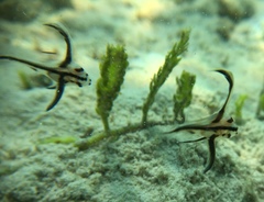 Pareques acuminatus
