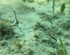Pareques acuminatus