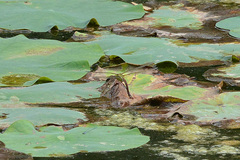 Anax parthenope julius