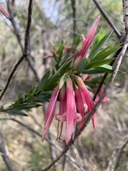 Styphelia triflora