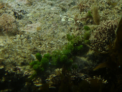 Caulerpa brownii