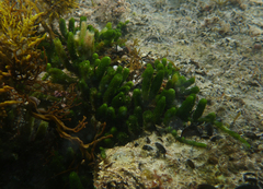 Caulerpa brownii