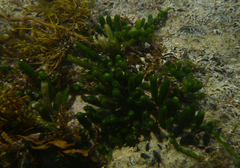 Caulerpa brownii
